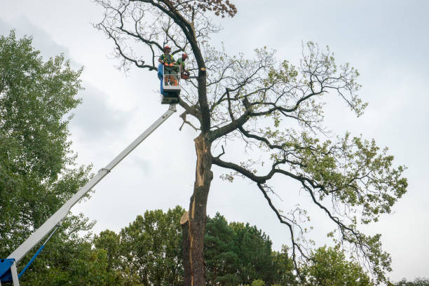 Best Residential Tree Removal  in Wickenburg, AZ