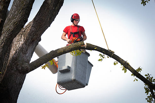 Best Tree Risk Assessment  in Wickenburg, AZ